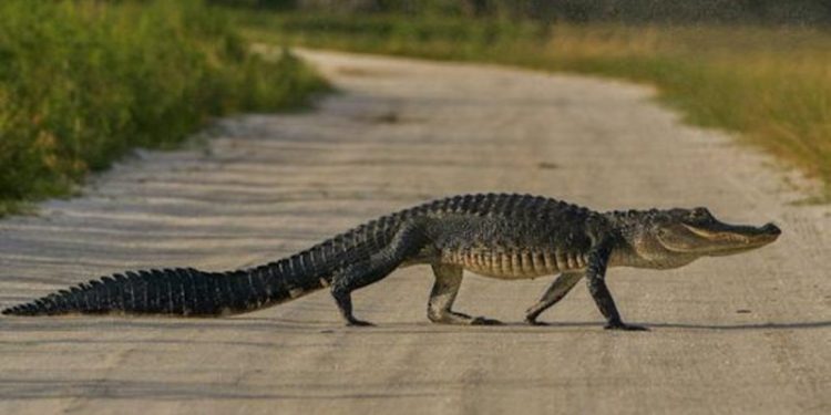 Aksident i çuditshëm/ Makina përplas aligatorin, shoferit i ndodh e pabesueshmja