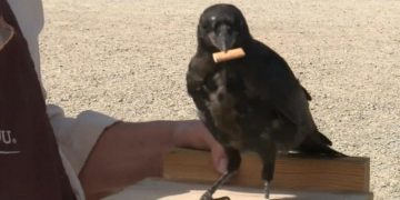 Cili është misioni? Suedia angazhon sorrat në qytet