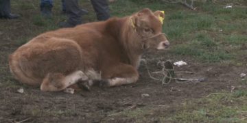 BE refuzon mishin shqiptar, nuk mund ta eksportojmë për mungesë sigurie