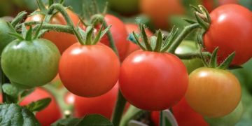 Nuk është një film fantastiko-shkencor por një realitet! Nuk do të ketë më as patate e as domate: Kjo është bima që do të bëjë revolucion në bujqësi