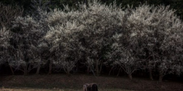 Shfaqin sjellje të çuditshme! Këto janë kafshët që i ndiejnë tërmetet para se të ndodhin
