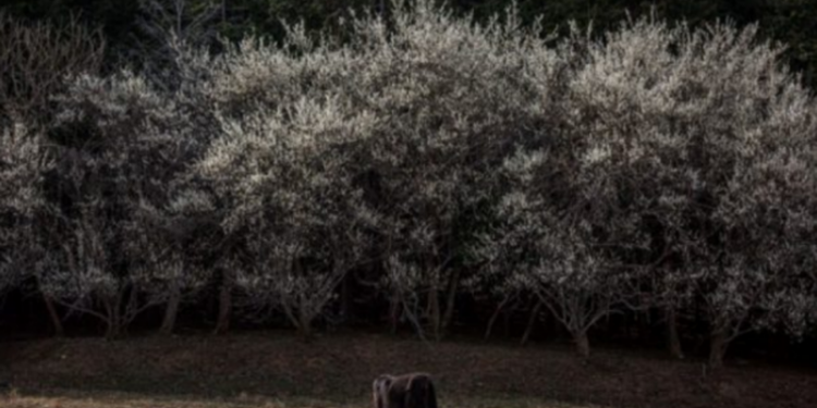 Shfaqin sjellje të çuditshme! Këto janë kafshët që i ndiejnë tërmetet para se të ndodhin