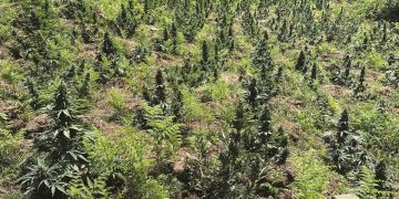 Modeli i biznesit të bimëve narkotike, që po i’a “kalon” bujqësisë, sjell deri në 1 mld euro të ardhura në vit