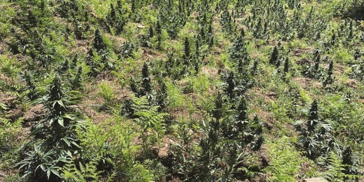Modeli i biznesit të bimëve narkotike, që po i’a “kalon” bujqësisë, sjell deri në 1 mld euro të ardhura në vit