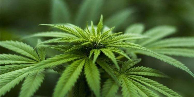 Qeveria tajlandeze do të shpërndajë 1 milion bimë kanabis pa pagesë për t’u kultivuar në shtëpi