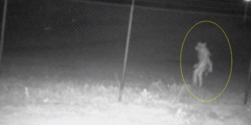 E frikshme/ Shfaqet sërish krijesa misterioze, autoritet japin alarmin