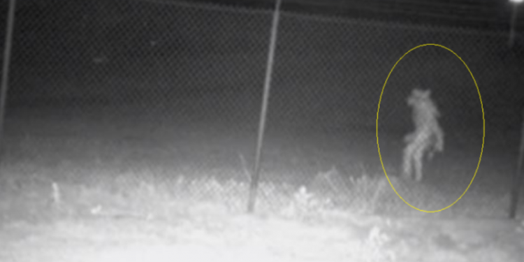 E frikshme/ Shfaqet sërish krijesa misterioze, autoritet japin alarmin