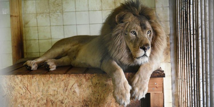 10 ditë që është hapur, ngordh luani në Kopshtin Zoologjik?