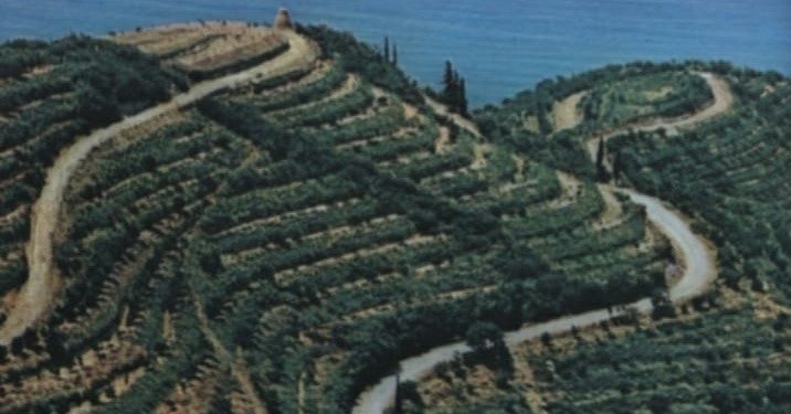 Nostalgji për taracat e Lukovës të mbjella me agrume e ullinj në vitet 80