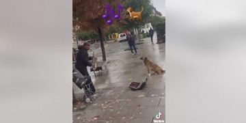 Video që u bë në Prishtinë merr pëlqime pafund: Qeni këndon derisa burri i bie saksofonit në shesh