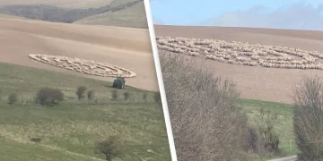 Misteri i ecjes rrethore të tufave të deleve, përhapet nga Mongolia edhe në Britani