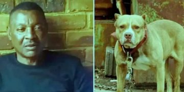 Sporti në zi! Ndahet tragjikisht nga jeta legjenda e futbollit, e shqyen për vdekje qentë e tij