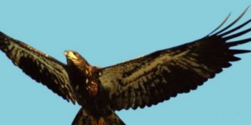 Nuk e merrni dot me mend, mësoni se çfarë bën skifteri kur shkon 40-vjeç