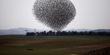 VIDEO/ Roskovec, zogjtë “japin shfaqje” në qiell duke lënë banorët pa fjalë