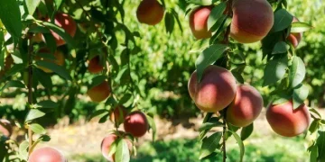 Grekët ngrenë alarmin: Shqiptarëve tani nuk pranojnë as pagat tona! Do na kalben pjeshkat në pemë