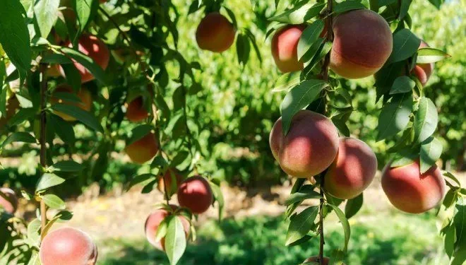 Grekët ngrenë alarmin: Shqiptarëve tani nuk pranojnë as pagat tona! Do na kalben pjeshkat në pemë
