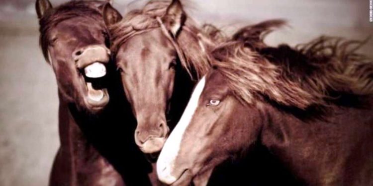 Përse kuajt flenë në këmbë?