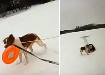 VIDEO/ Përfundoi në ujërat e liqenit të akullt dhe qëndroi për 16 min, qeni i shpëton jetën pronarit