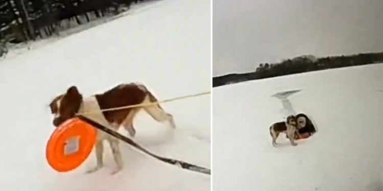 VIDEO/ Përfundoi në ujërat e liqenit të akullt dhe qëndroi për 16 min, qeni i shpëton jetën pronarit