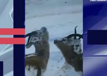 VIDEOLAJM/ Norvergji, temperaturat e ulëta deri në -52°C ngrijnë drerët për së gjalli