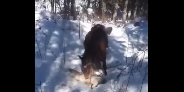 E pabesueshme! Kali shqyen ujkun në Bjeshkët e Sharrit: Ja momenti kur e kafshon dhe e përplas disa herë në… (Video)