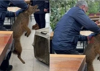 Një çakall në mes të Tiranës, kapet afër një lokal në shkallët e TKOB