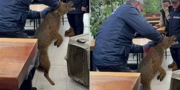 Një çakall në mes të Tiranës, kapet afër një lokal në shkallët e TKOB