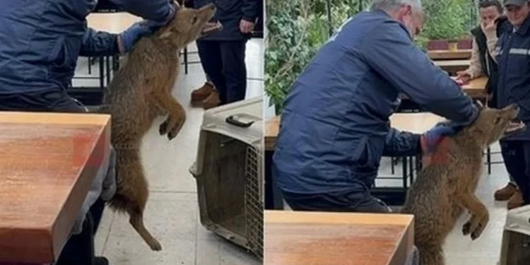 Një çakall në mes të Tiranës, kapet afër një lokal në shkallët e TKOB