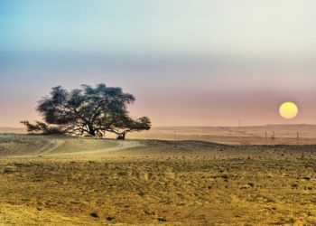 “Pema e jetës” ekziston… rritet në shkretëtirë!