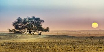 “Pema e jetës” ekziston… rritet në shkretëtirë!